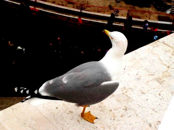 UMA GAIVOTA NO TERRAÇO DO VITTORIANO - Roma