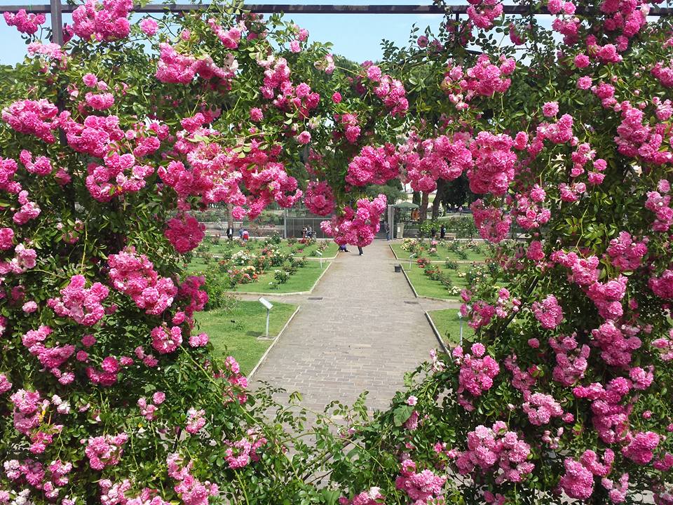 Primavera em Roma - Jardim de Rosas de Roma - Roseto