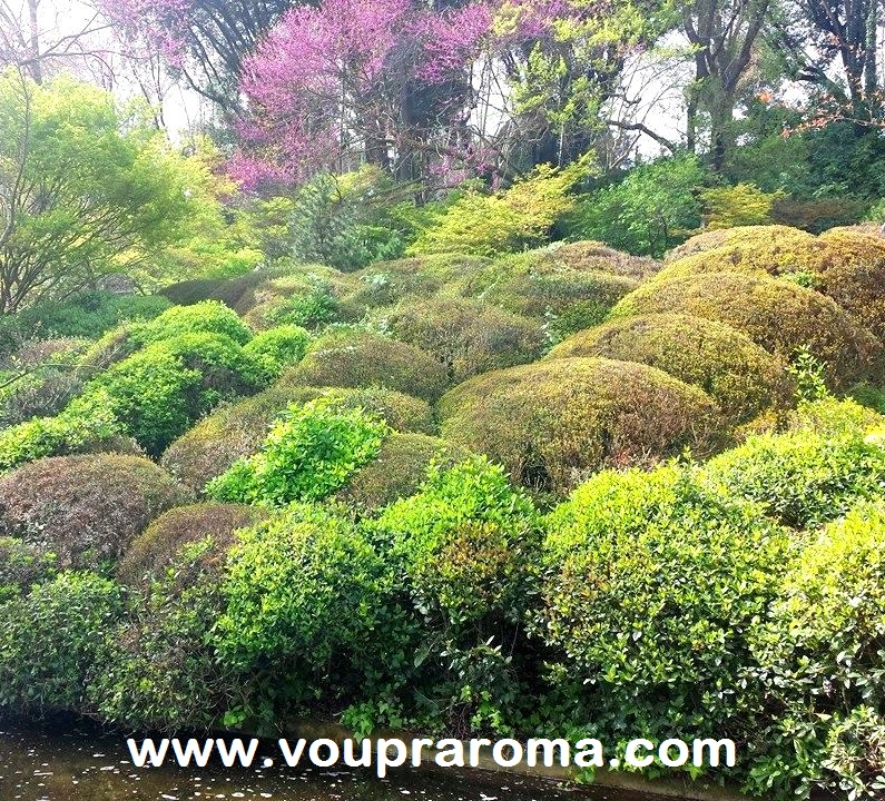 JARDIM BOTÂNICO ROMA - jardim japonês - foto Ana Venticinque