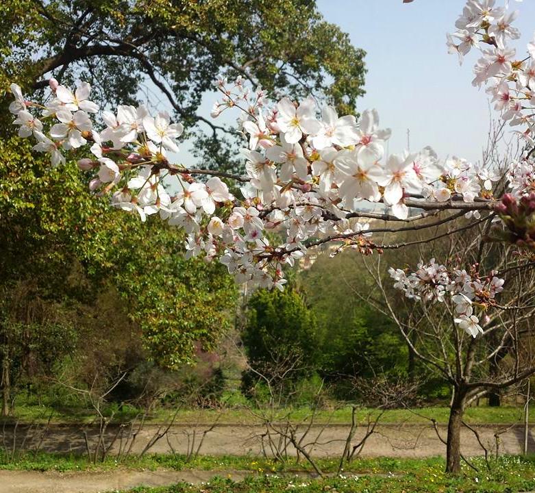 ORTO BOTANICO DE ROMA 