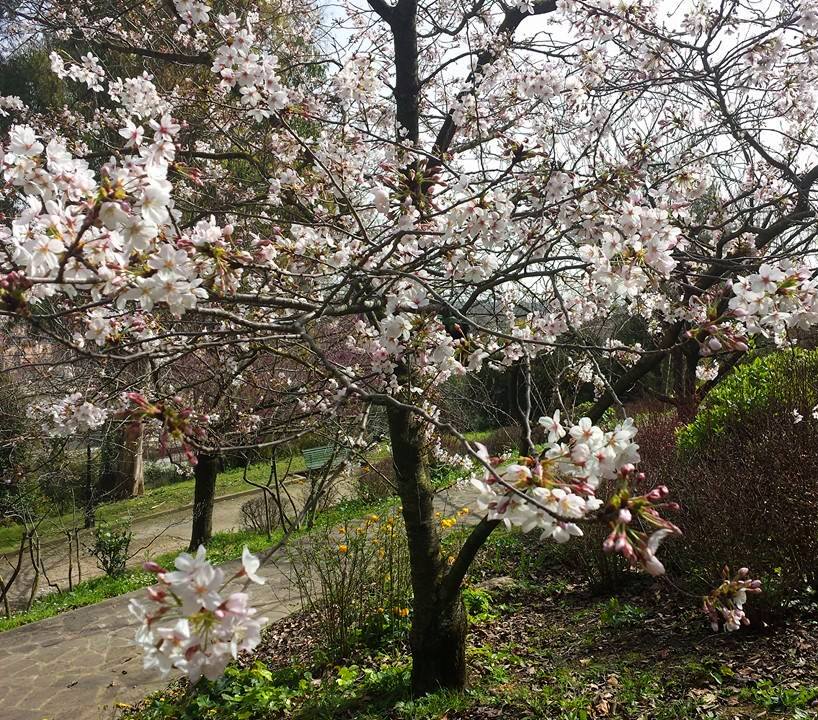  Jardim japonês - ORTO BOTANICO DE ROMA 