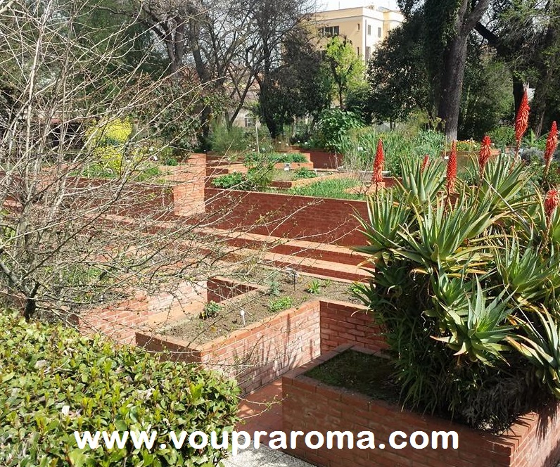 JARDIM BOTANICO ROMA - coleção das ervas medicinais - foto Ana Venticinque