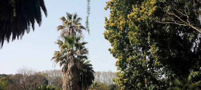 O Jardim Botânico de Roma está no Trastevere!