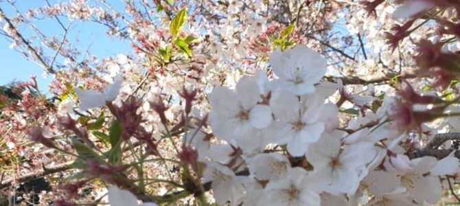 Hanami no Jardim Botânico de Roma.