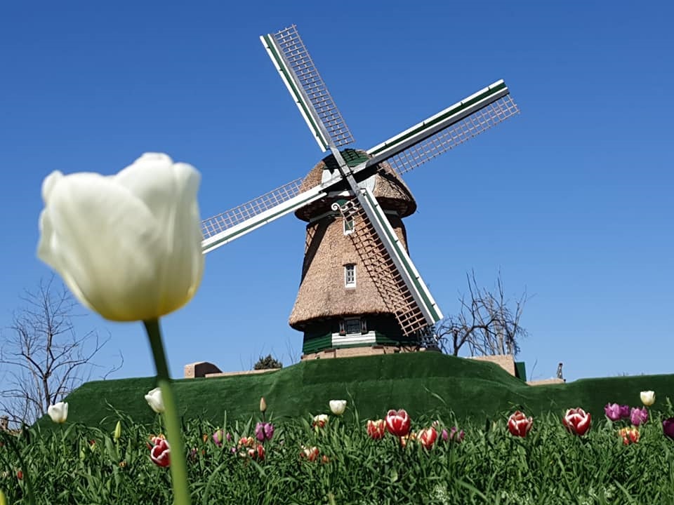 Primavera - Um pedacinho da Holanda em Roma - Moinho