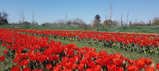 Primavera – Um pedacinho da Holanda em Roma