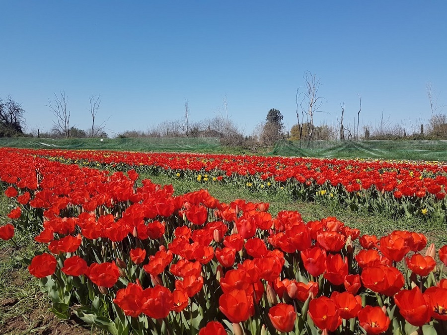 Primavera - Um pedacinho da Holanda em Roma 